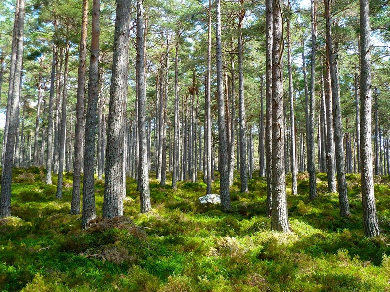 Woodland Delicacies