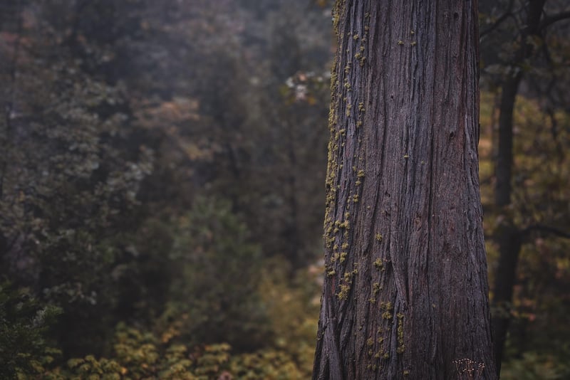 Forest Wedding Theme
