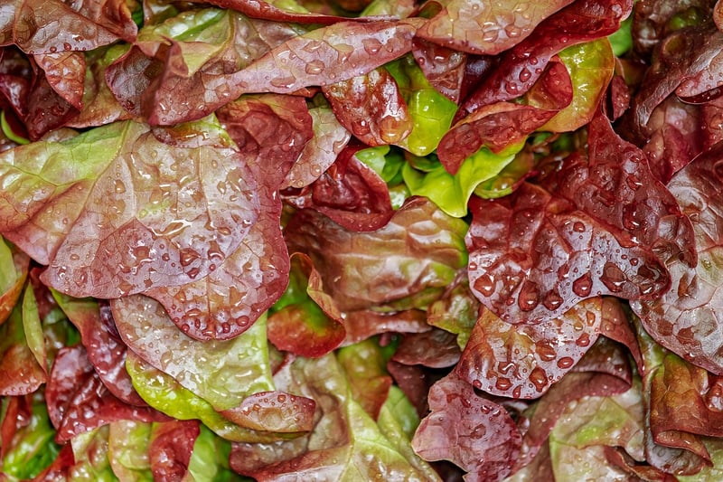 Organic Salad