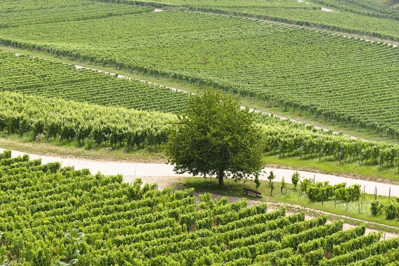 Vineyard Wedding